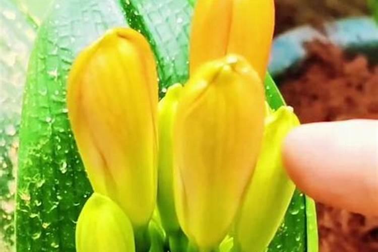 北京澳佳生态肥怎么样