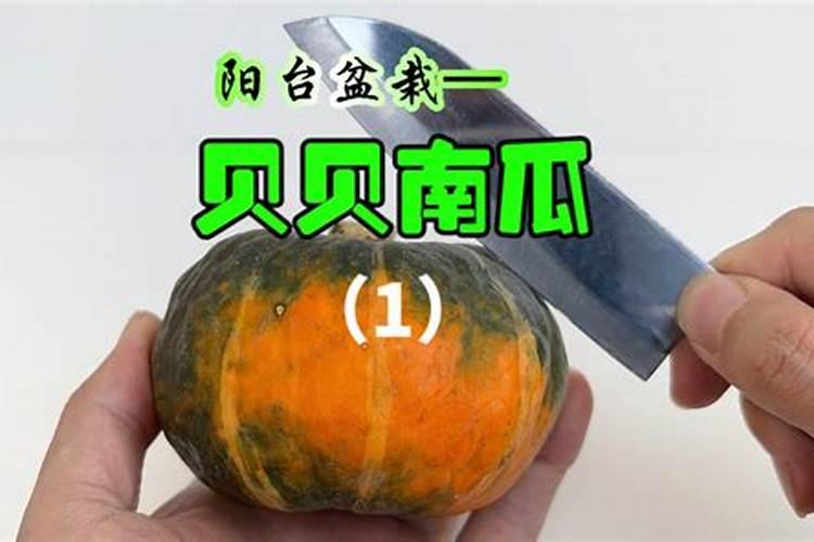 大白板南瓜籽技术要求