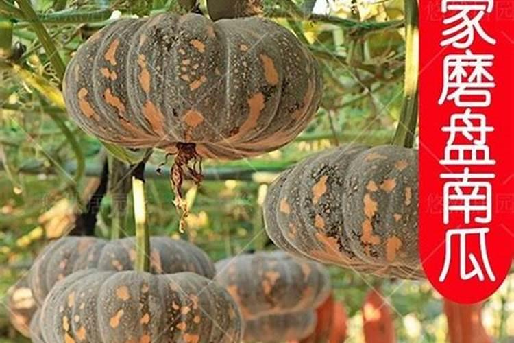 农村人不要的葵花杆芯,为何在城市中卖出高价？