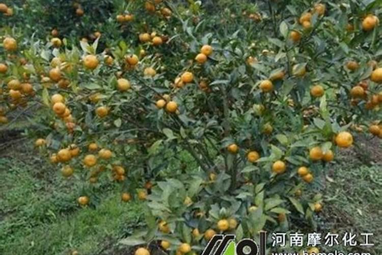 果树施化肥后浇水好吗？
