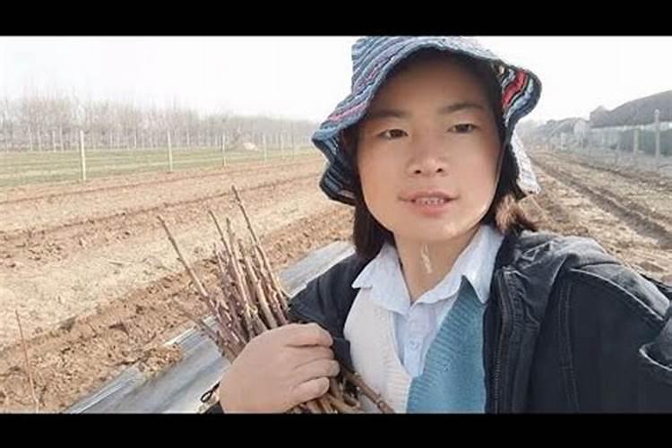 桃树用什么肥料最好