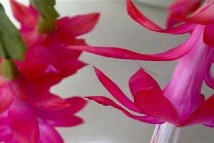 蟹爪兰开花应该用什么肥料 磷钾肥能促进花芽分化