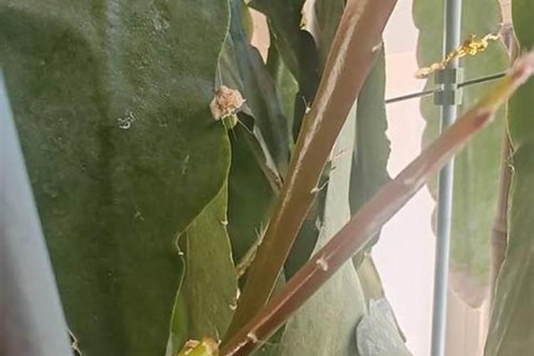 蟹爪兰怎样施肥最好