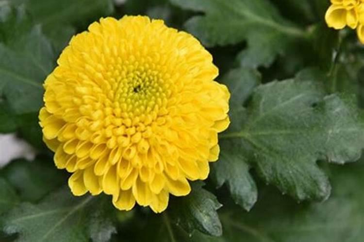 养乒乓菊,做到“3勤、1控制”花朵又大又圆,年年能开花