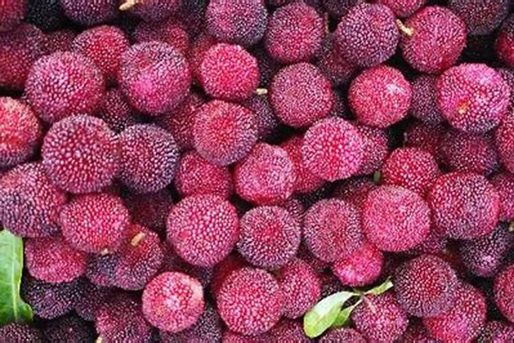 月季花哪时候施肥比较好 月季花什么时候施肥