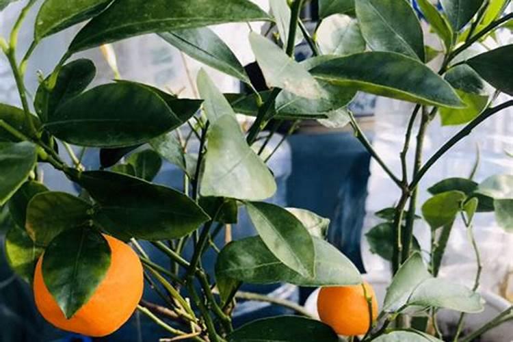 盆栽桔子树掉叶和花苞是怎么了