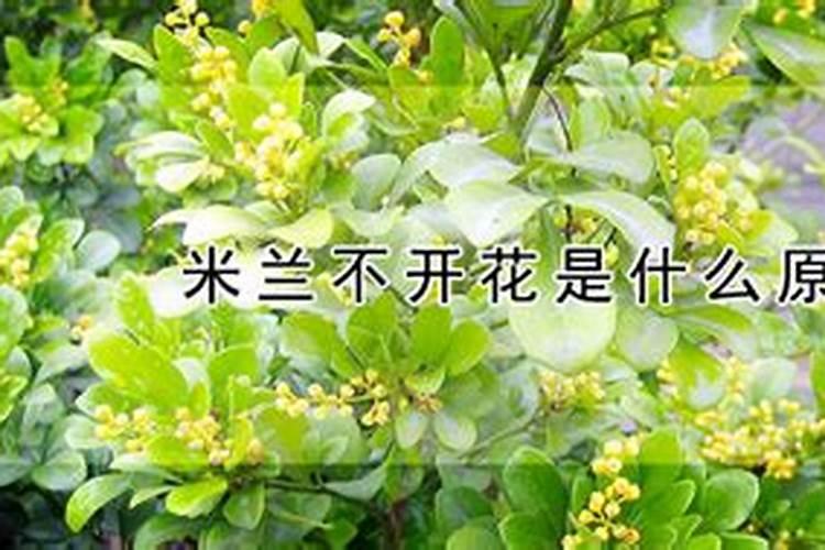 米兰不开花浇什么肥