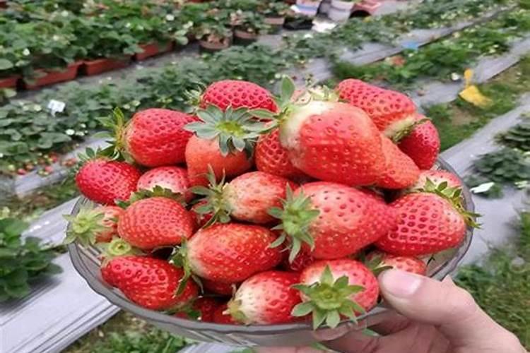 草莓要施什么肥料