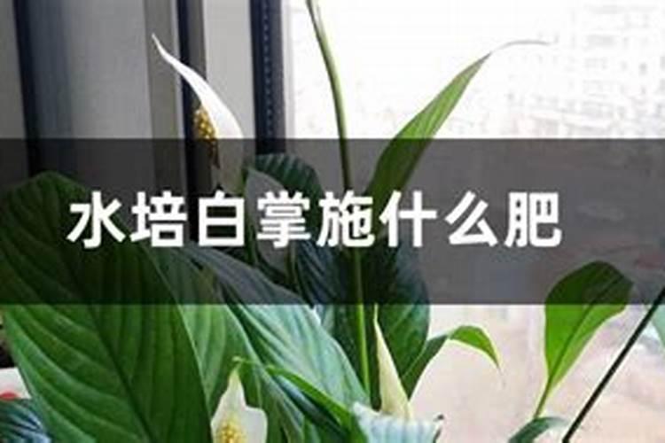 水培植物怎么施肥 水培植物如何施肥