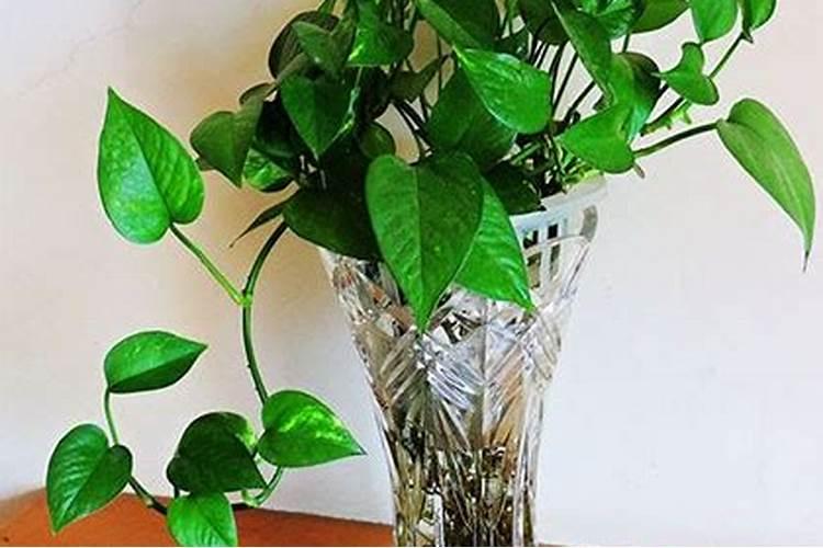水培植物怎么施肥水培植物如何施肥