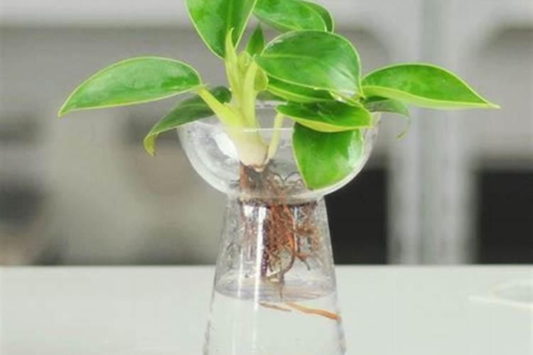 水培植物施肥的正确方法、水培植物施什么肥好