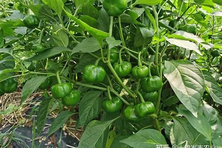 辣椒开花施什么肥适合 可以施加氮肥吗