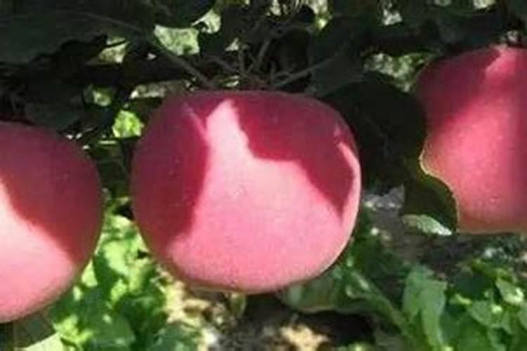 天然的磷钾肥有哪些 养花就靠他们了