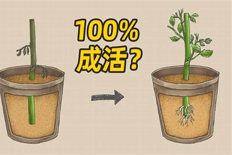 种植西瓜用什么肥料最佳？不同生长阶段,巧施肥料
