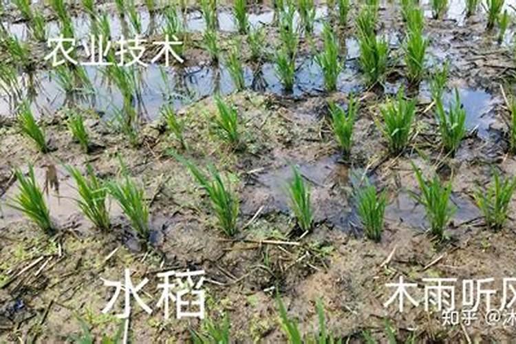 水稻一生需要多少个氮 水稻氮肥过多如何补救