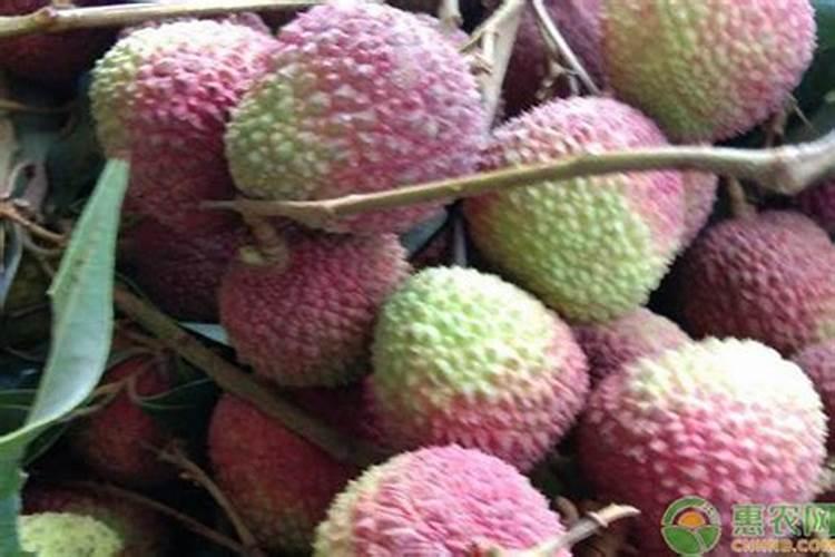 荔枝采摘后的修剪要点有哪些 荔枝怎么施肥