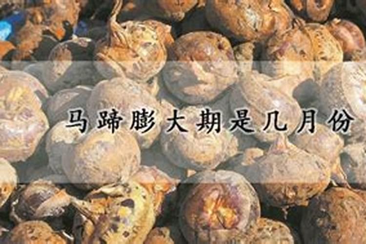 马蹄丰产方法有哪些 告诉你几个优质的栽培技术