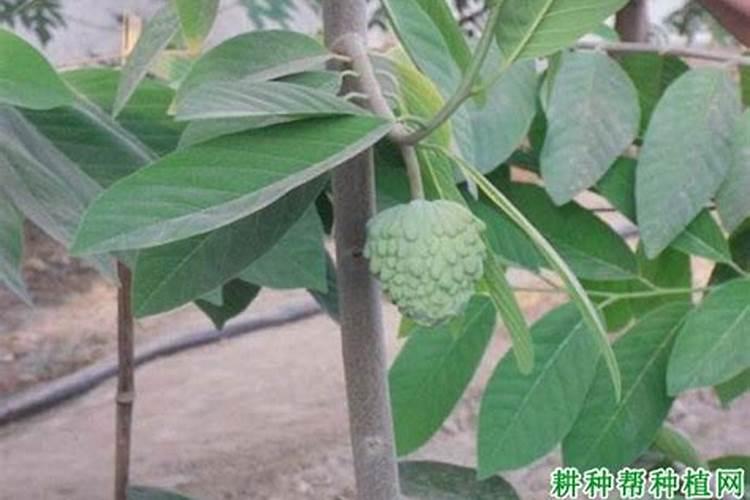 樱桃椒多久浇一次水