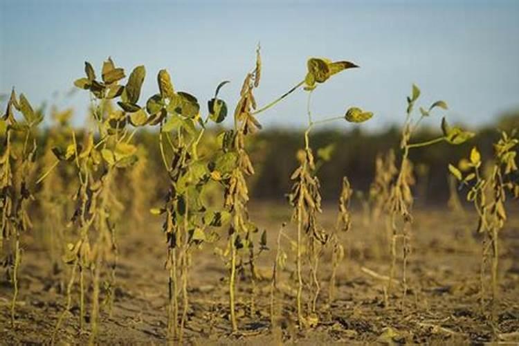 大豆施肥的最佳时期 大豆什么时候施肥