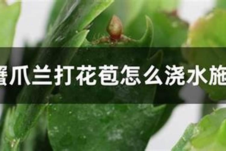 秋季怎么养蟹爪兰可以快速生长