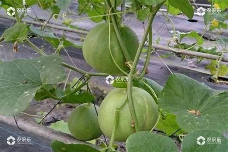 甜瓜定植后怎样施增甜肥效果好