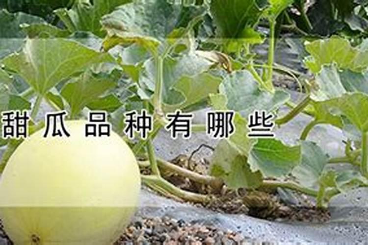 甜瓜底肥施什么肥好