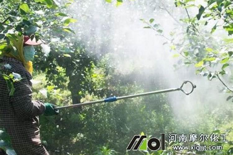 雨后果树喷施叶面肥应注意什么