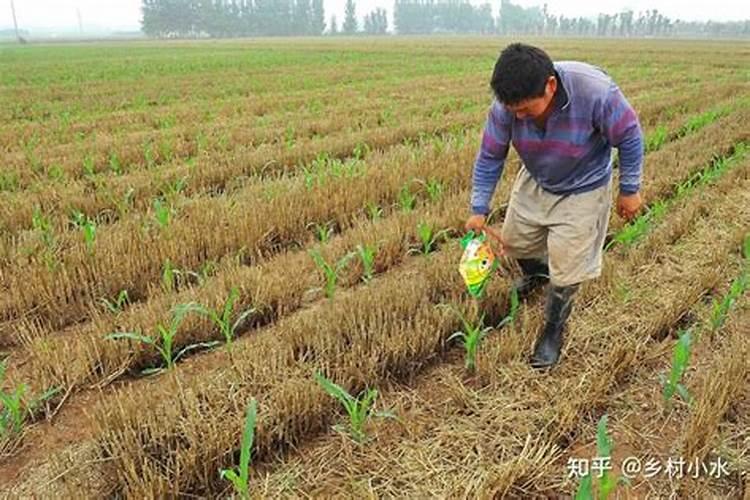 玉米最后一次施肥用什么肥好 能用尿素吗