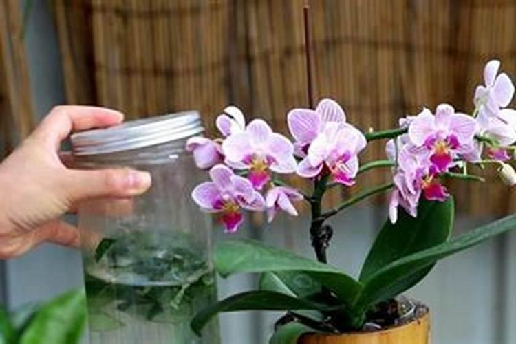 蝴蝶兰秋季用什么肥料