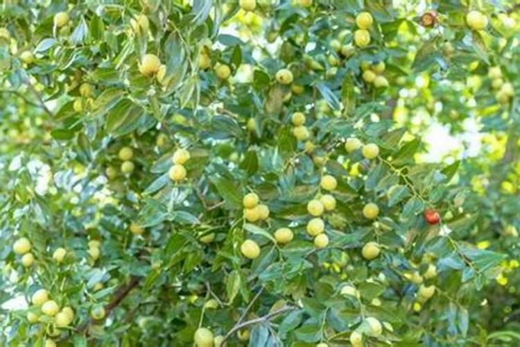 钙镁磷肥的作用及功能(钙镁磷肥怎么施用效果好)