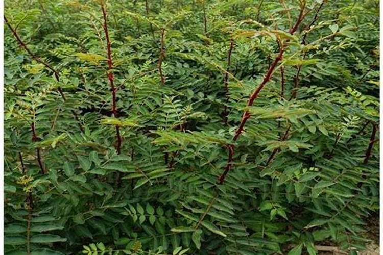 花椒青果期预防落果喷施什么农药？