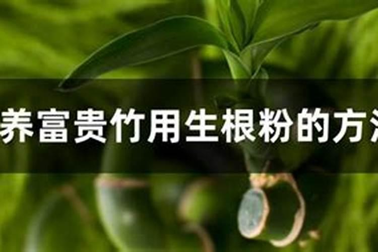 开始水养富贵竹要用生根粉吗