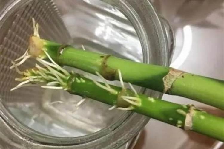 怎么给富贵竹使用生根粉