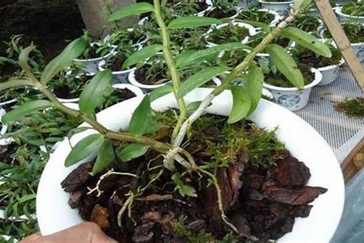 请问石斛种植第二年了,有什么好的方法能促进根系生长!