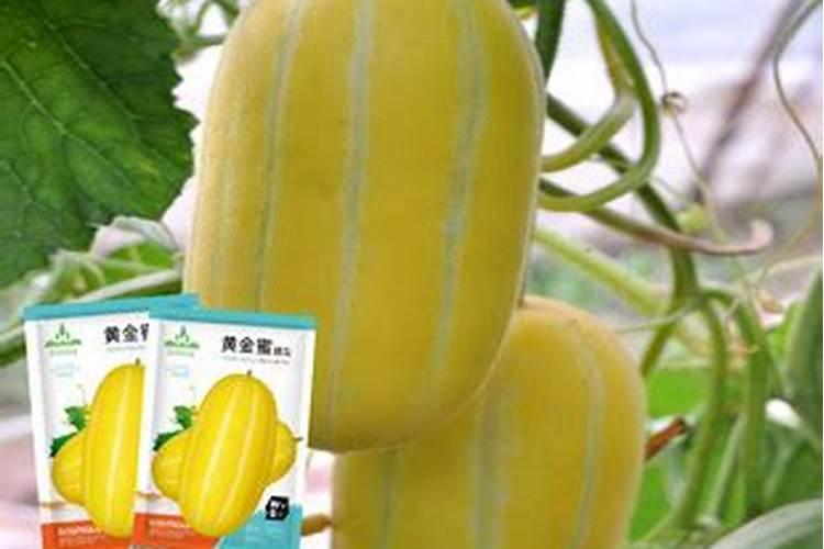 让甜瓜快速增甜的几种方法