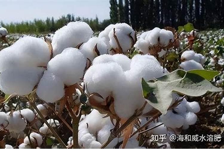 尿素能当水溶肥吗