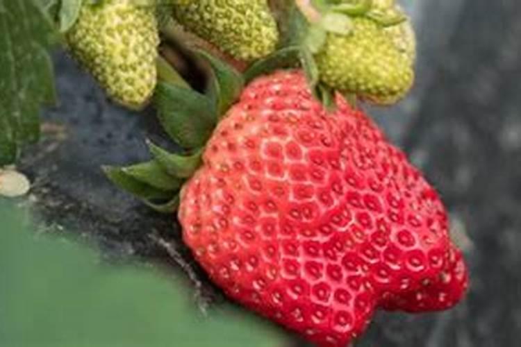 草莓在开花的时候施什么肥料