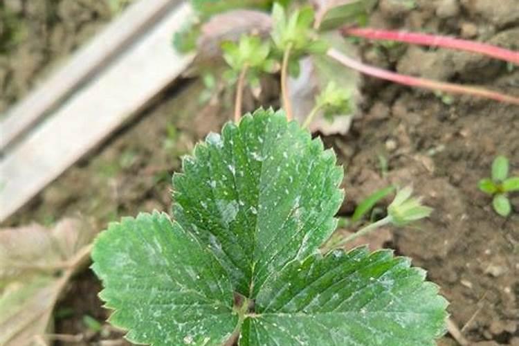 草莓挂果后几天施一次肥