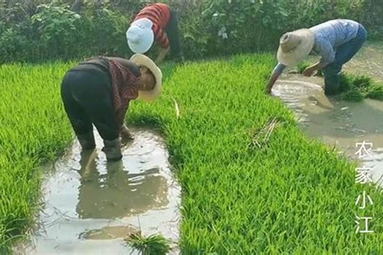 水溶肥十大名牌摩力水溶肥效果极好
