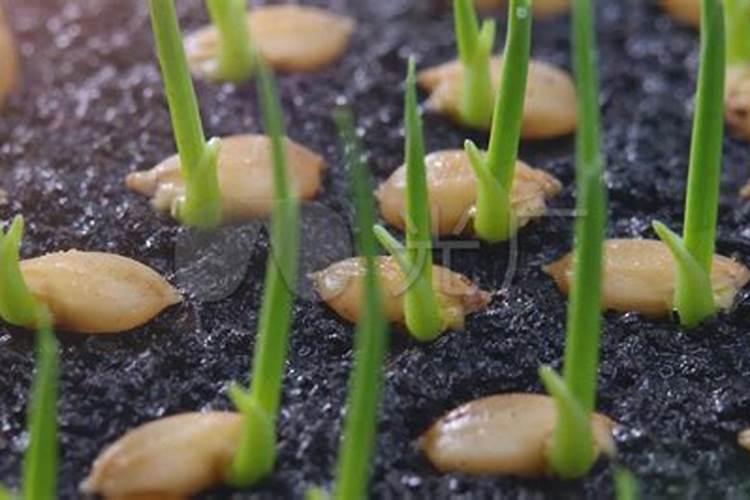 水稻钾肥的正确使用方法及注意事项
