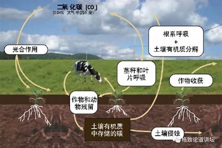 什么是氮肥？带大家简单的了解氮肥