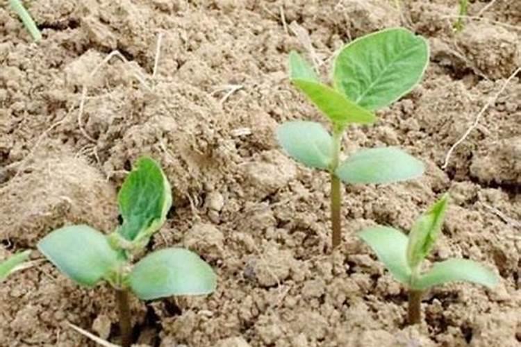 大豆怎样施基肥？追肥如何进行呢？