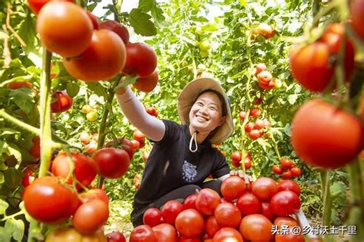 老师你们好!粉红西红柿裂果很多有药治？