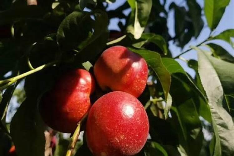 果蔬健水溶肥到底好不好