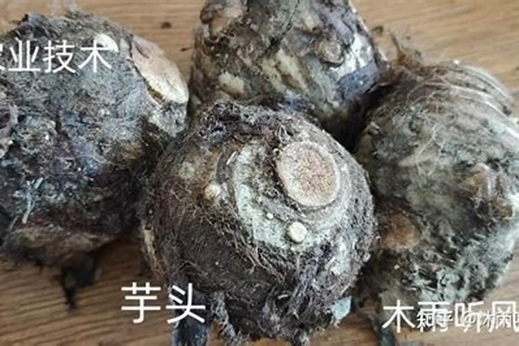 什么肥料可以催芽苗