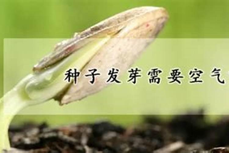 辣椒种子怎么催芽育苗