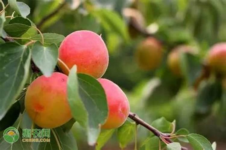 果树施硼肥怎么操作？果树施硼肥有什么用？