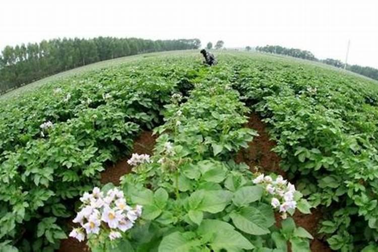 蜜植素洗发水怎么样？