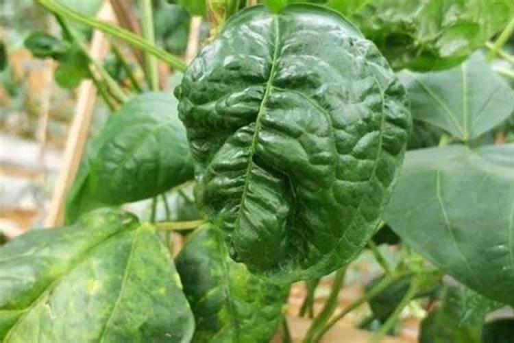 请问豆角叶子变黄用什么可以防治？