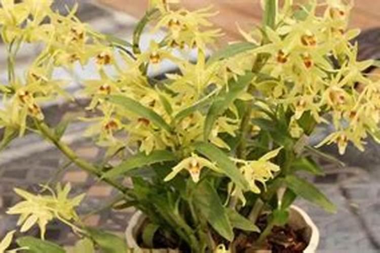 西瓜膨大期用什么肥料